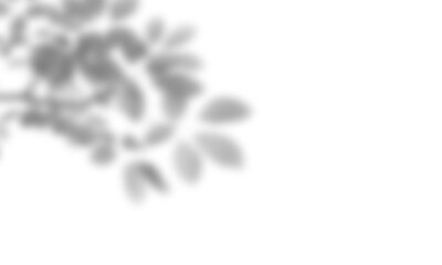 Natural leaf shadow effects isolated on transparent background. Blurred tree branch shadow. Plant...