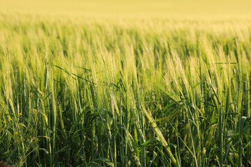 Many wheat spikes growing in field outdoors