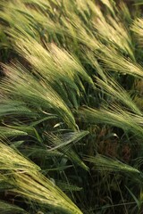 Many wheat spikes growing in field outdoors, closeup