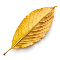 A single dried turmeric leaf, aromatic and earthy, commonly used in cooking,