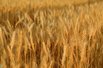 Golden wheat ears growing in field, closeup