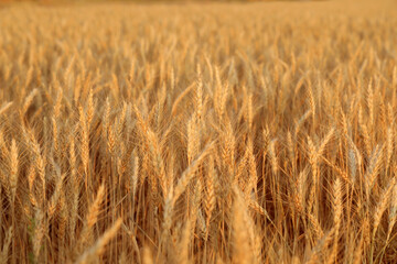 Golden wheat ears growing in field, closeup