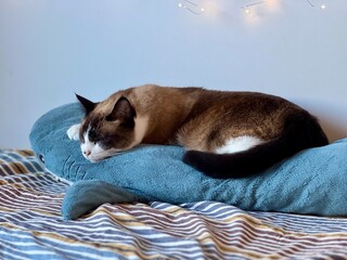 Siamese cat napping on large blue plush shark toy with soft fairy lights and white wall in...