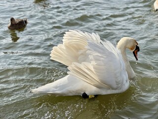 White swan swimming on sparkling river water. Peaceful wildlife scene, elegant bird, calm water surface, nature photography, serene atmosphere, aquatic environment, graceful movement. 