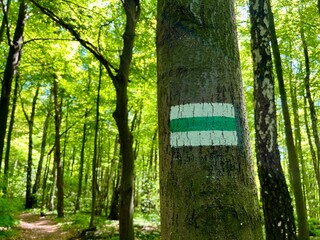 Forest trail marked with green and white stripes on tree bark, surrounded by tall trees and lush greenery. Hiking route, summer forest path, eco tourism, nature walk, outdoor adventure. Trail mark 
