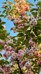 Vertical photo of blooming sakura branches against blue sky. Cherry blossom, floral pattern, spring background, nature beauty, cherry tree flowers, seasonal bloom, soft colors, natural texture. 