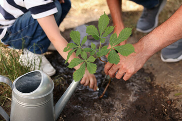 Father and his son planting tree into soil outdoors, closeup