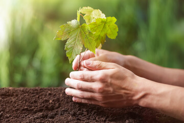 Man planting young tree in soil outdoors, closeup