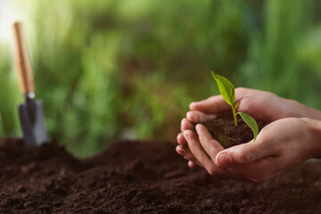 Planting tree. Man holding soil with young seedling outdoors, closeup. Space for text