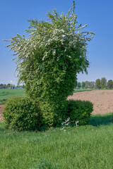 hawthorn blossom resp.Crataegus monogyna in Rhineland,Germany