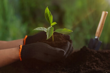 Man planting young tree in soil outdoors, closeup