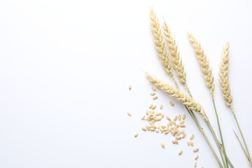 Wheat spikes and seeds on white background, flat lay. Space for text