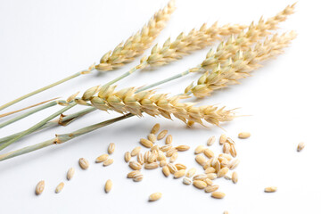 Wheat spikes and seeds on white background, closeup