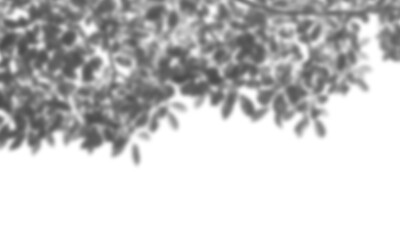 Natural leaf shadow effects isolated on transparent background. Blurred tree branch shadow. Plant...