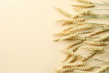 Many wheat spikes on beige background, above view. Space for text