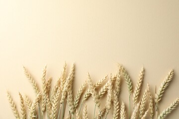 Many wheat spikes on beige background, flat lay. Space for text