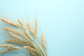 Many wheat spikes on light background, flat lay. Space for text