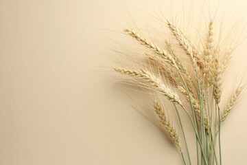 Many wheat spikes on beige background, flat lay. Space for text