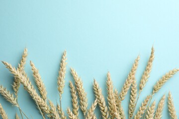 Many wheat spikes on light turquoise background, flat lay. Space for text