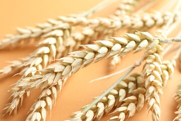 Many wheat spikes on golden background, closeup