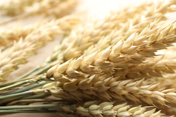 Many golden wheat spikes as background, closeup