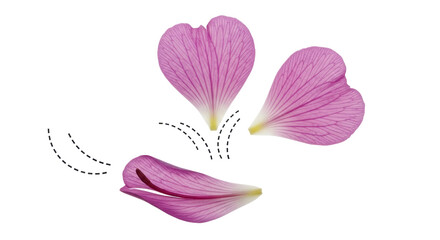 Isolated Falling Flower Petals