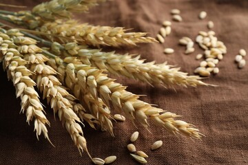 Bunch of wheat spikes and grains on brown cloth, closeup
