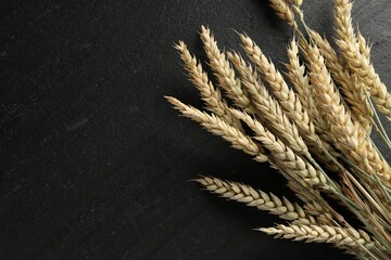 Many wheat spikes on black table, flat lay. Space for text