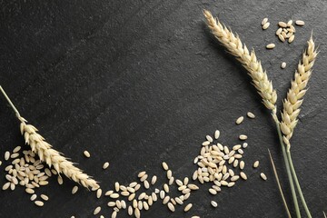 Wheat spikes and grains on black table, flat lay. Space for text