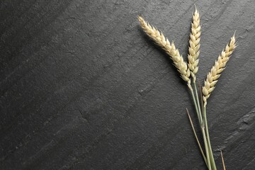 Wheat spikes on black table, flat lay. Space for text