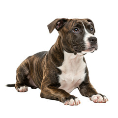 Young american staffordshire terrier puppy, 3-4 months, brindle coat, white blaze, muzzle & socks, lying calmly on a transparent background with copy space, soft even light, slightly high angle, pet