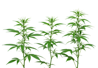 Fototapeta premium Vibrant green cannabis plant with serrated leaves, slender healthy stems, lush foliage, standalone, clear contours, isolated on transparent background with copy space, clean studio light, slightly