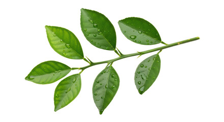 Isolated Citrus Branch with Water Droplets