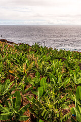 Paisaje en la Isla de La Palma, Islas Canarias.