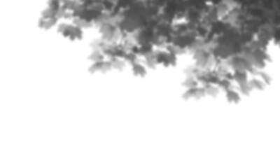 Natural leaf shadow effects isolated on transparent background. Blurred tree branch shadow. Plant leaves shade. Spring decoration, Mockup, template for product display, Smmer design elements, PNG