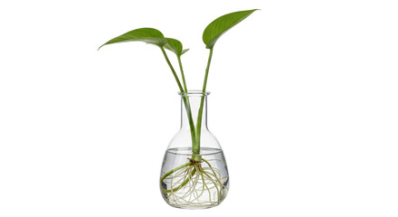 Isolated Pothos Plant in Glass Vase