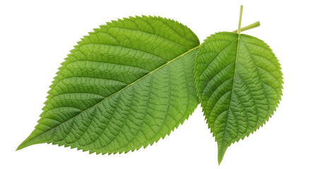 Isolated Fresh Green Leaves