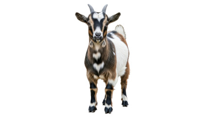 Isolated Goat Standing