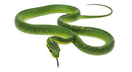 Isolated Green Snake