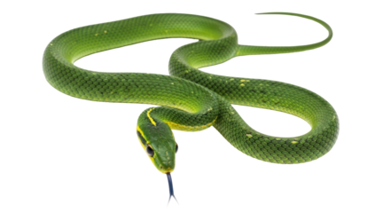 Isolated Green Snake