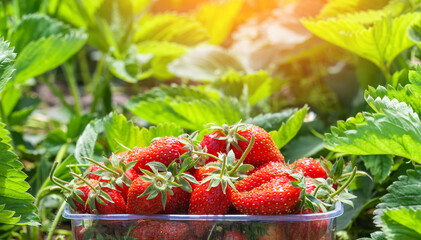 Red, ripe strawberries in the garden. Growing strawberries on a farm.
