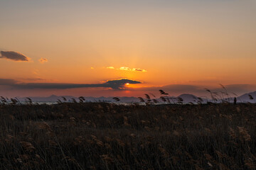 sunset on the reed field at the seaside
