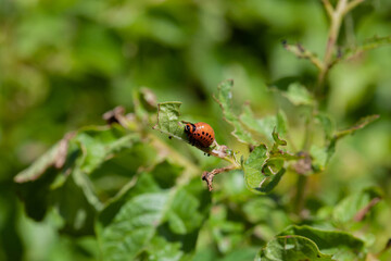 Young potatoes are eaten by the pest Colorado potato beetle larvae in the garden in the open...