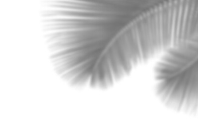 Realistic shadow overlay effect. Natural palm leaf shadows isolated on transparent background....