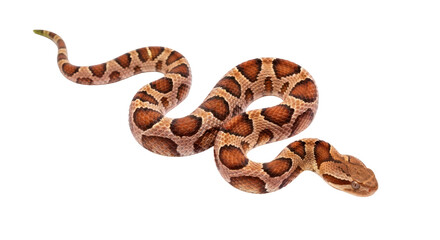 Isolated Rat Snake Reptile and Scaly