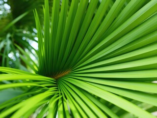 Vibrant Green Fan Palm Frond Displays a Radial Pattern with Lush Tropical Foliage in a Natural Botanical Setting
