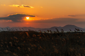 sunset on the reed field at the seaside