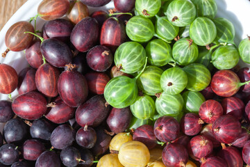 Gooseberries of different varieties and colors on a plate. Growing gooseberries in the garden.