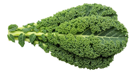 Isolated Fresh Green Kale Leaf
