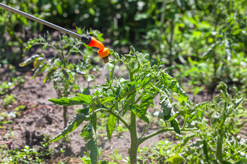 A farmer treats an unripe bunch of tomatoes in a garden bed to protect them from various pests and...
